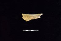 藏品(陶片)的圖片